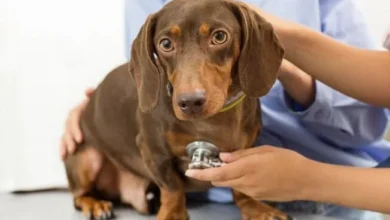 Foto de Diabetes em gatos e cães: Existe?