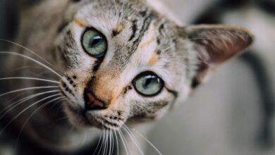 Foto de 10 Fatos sobre os gatos que podem te ajudar a entender seu pet