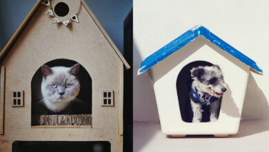 Foto de Casa para pet? Entenda como deve ser a casinha para seu animalzinho