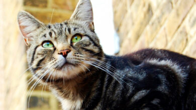 Foto de Como adestra seu gato ou gatinha, entenda a importância