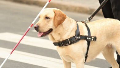 Foto de Cão guia: Saiba tudo sobre cão guia aqui