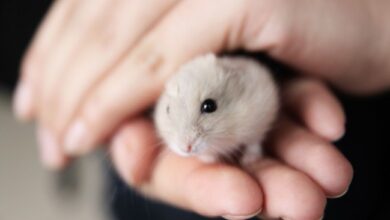 Foto de Você sabe tudo sobre hamster mesmo?