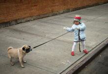 Foto de Entenda as diferenças entre passeador e Pet Babá