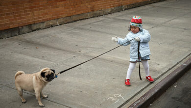 Foto de Entenda as diferenças entre passeador e Pet Babá