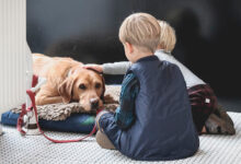 Foto de Castração de cachorro: Veja os benefícios desse procedimento