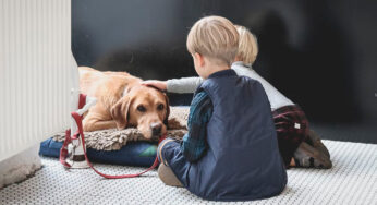 Castração de cachorro: Veja os benefícios desse procedimento