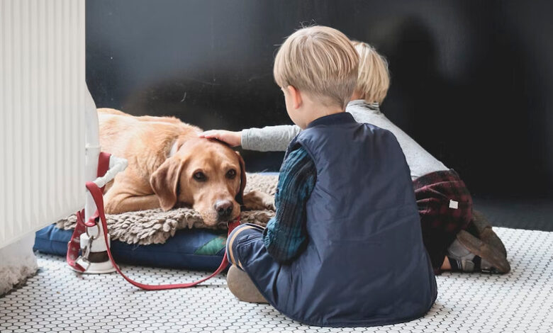 Castração de cachorro: Veja os benefícios desse procedimento