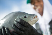 Foto de Como ser um piscicultor: criação de peixes saiba tudo o assunto