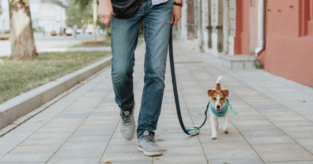 O que faz um Dog Walker? Entende agora!