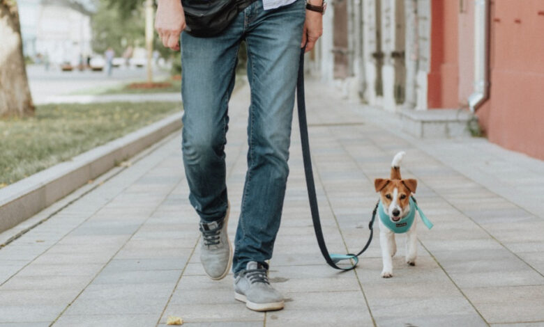 Como ser tornar um(a) médico(a) veterinário(a)? 