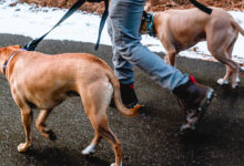 Foto de O que faz um Dog Walker? Entende agora!