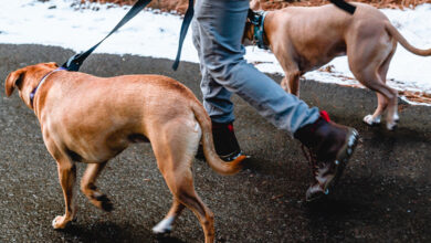 Foto de O que faz um Dog Walker? Entende agora!