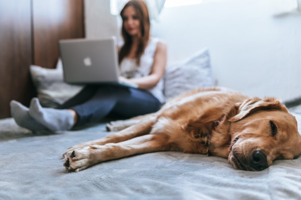 O que um Pet Sitter faz? - Foto: Unsplash free