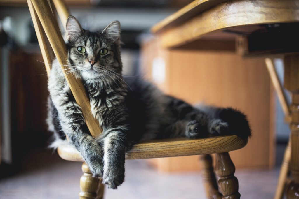 O que um Pet Sitter faz? - Foto: Unsplash free