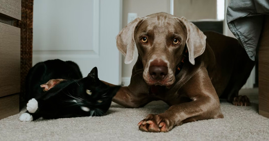 Home Boarding: Melhor hospedagem para cachorro