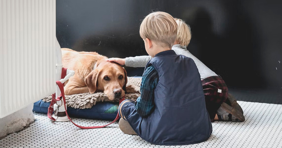 Pet Lodge: Melhor hospedagem para cachorro