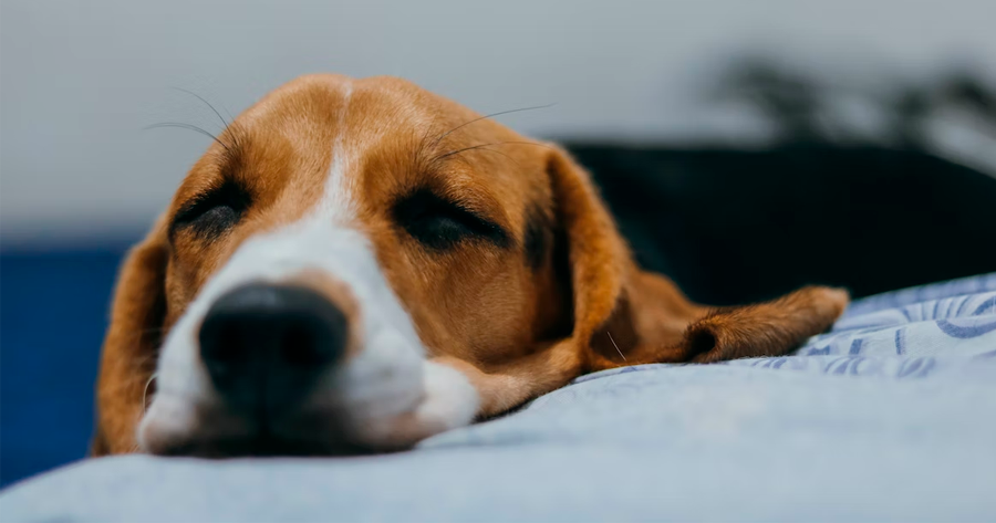 Castração de cachorro: Veja os benefícios desse procedimento