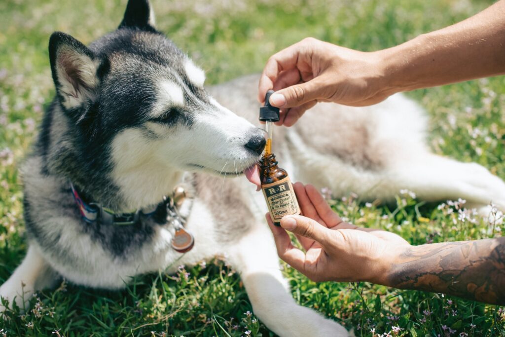 Guia de cursos para trabalhar cuidando de animais