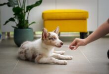 Foto de Quer trabalhar com Pet? Veja os 10 cursos e formações