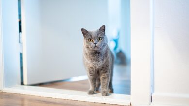 Foto de 5 Razões Pelas Quais os Gatos São Excelentes Animais de Estimação