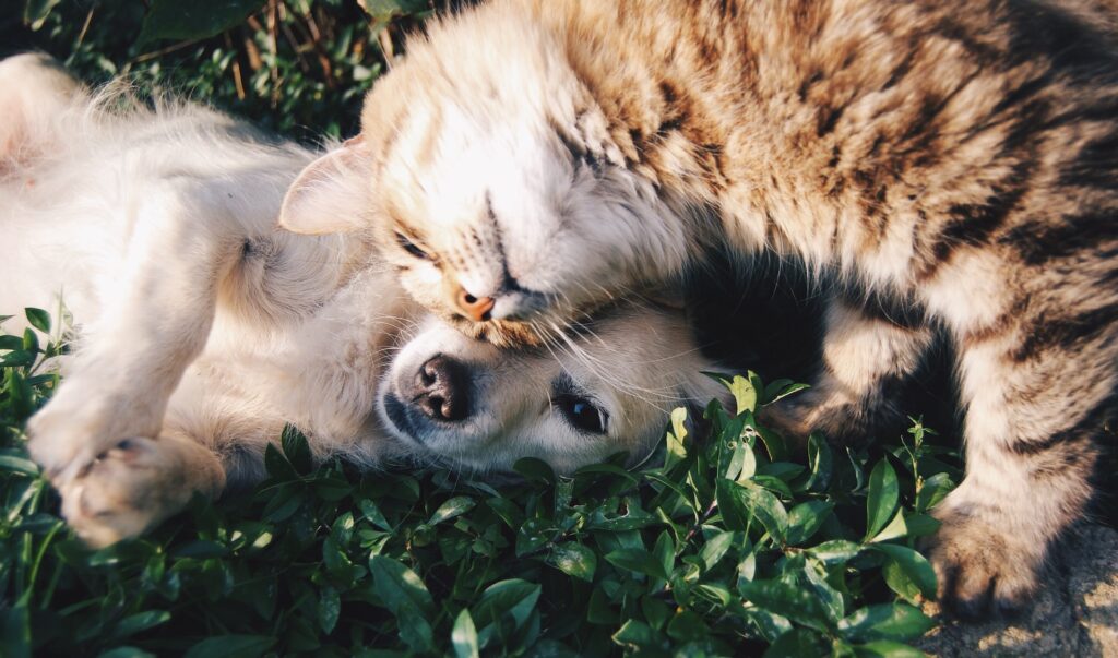  Os cuidados com animais de estimação idosos