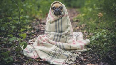 Foto de A melhor forma de cuidar dos animais de estimação idosos