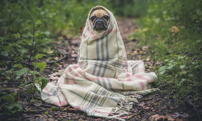 A melhor forma de cuidar dos animais de estimação idosos