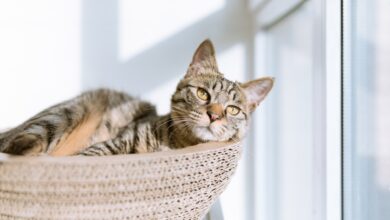 Foto de Como Escolher a Melhor Areia Sanitária Para o Seu Gato?