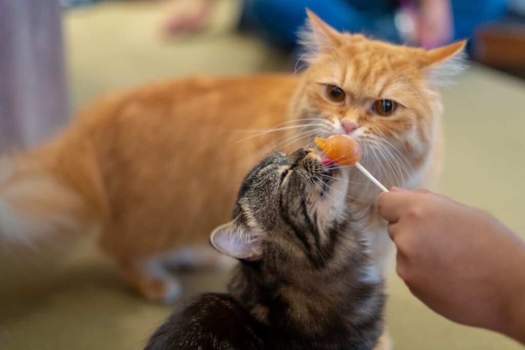 Como Escolher o Alimento Perfeito para Seu Gato