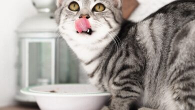 Foto de Como Escolher o Alimento Perfeito para Seu Gato