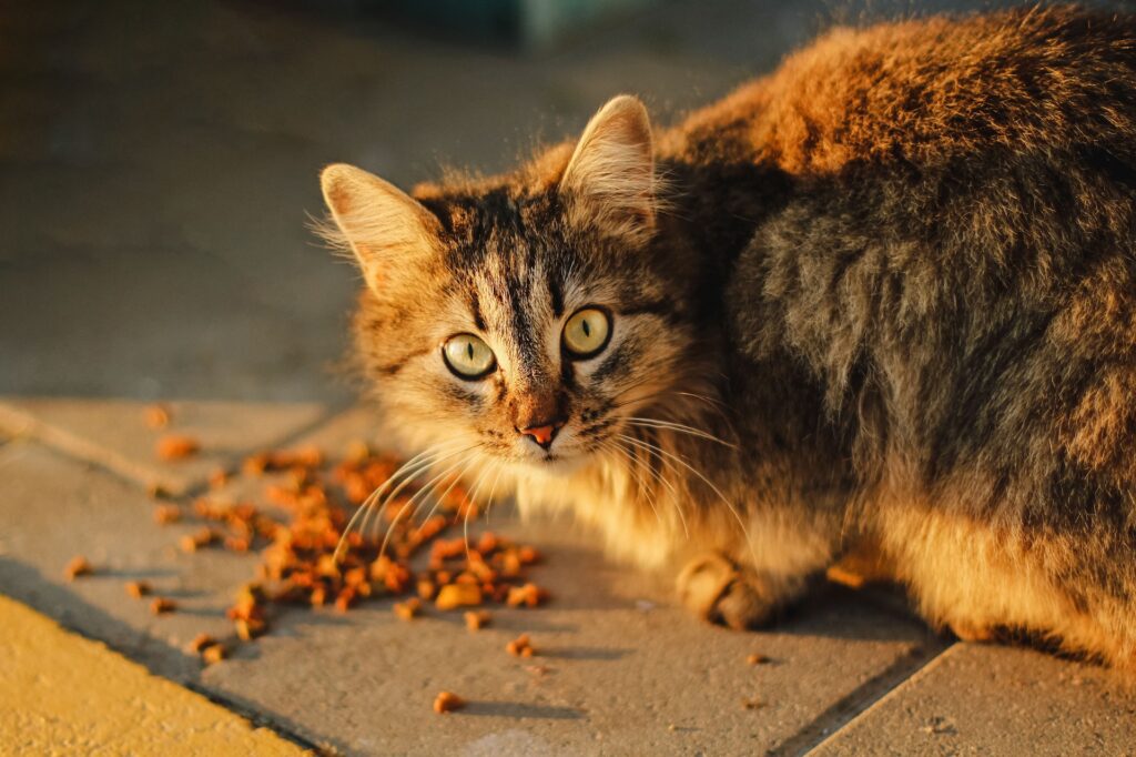 Como Escolher o Alimento Perfeito para Seu Gato