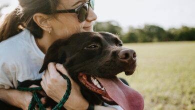 Foto de Entenda todas as profissões veterinárias