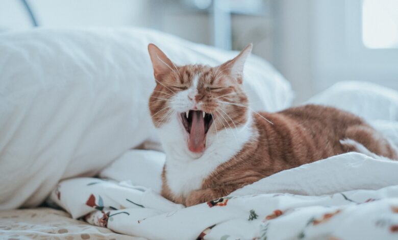 Como cuidar da saúde dentária do seu gato