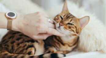 Conheça as Raças de Gatos Mais Populares e suas Características