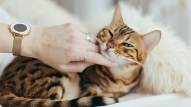 Foto de Conheça as Raças de Gatos Mais Populares e suas Características