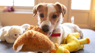 Foto de Brinquedos para Pets: Guia de Escolha para seu pet