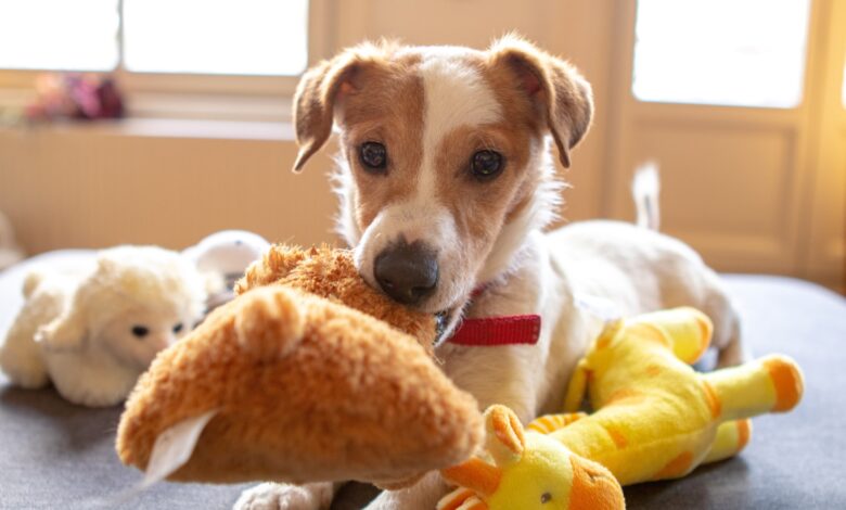 Muitos proprietários de animais sabem que os brinquedos para pets podem trazer muitos benefícios para seus melhores amigos de quatro patas.