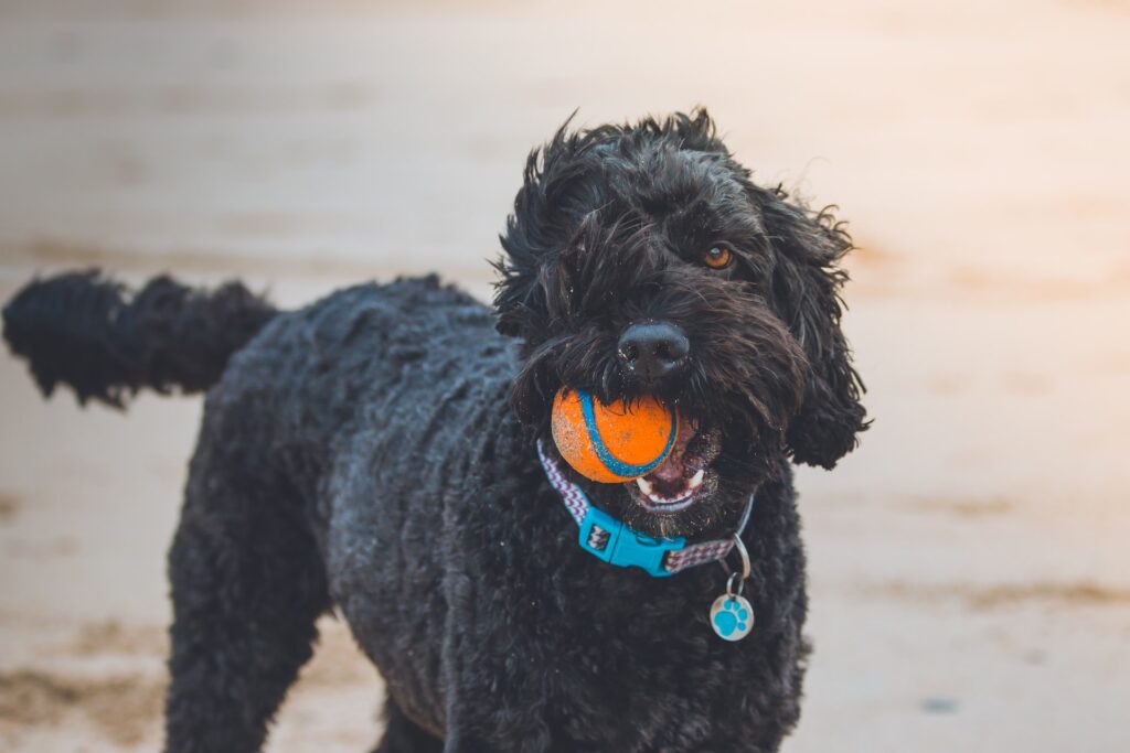 Brinquedos para Pets: Guia de Escolha para seu pet - Foto: Unsplash Imagens Free