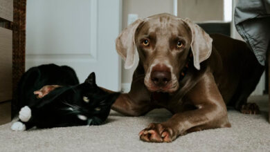 Foto de Prevenção é o Melhor Remédio: Doenças Comuns em Cães e Gatos