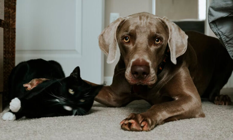 Prevenção é o Melhor Remédio Doenças Comuns em Cães e Gatos