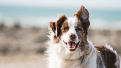 Foto de 10 Raças de Cães Populares e suas Características