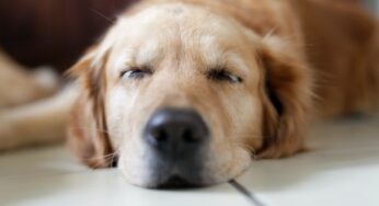 5 Motivos para Ter um Plano de Saúde PET