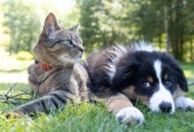 Foto de Alopecia em cães e gatos: saiba os cuidados