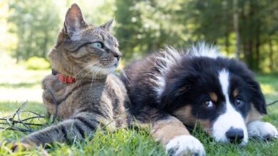 Foto de Alopecia em cães e gatos: saiba os cuidados