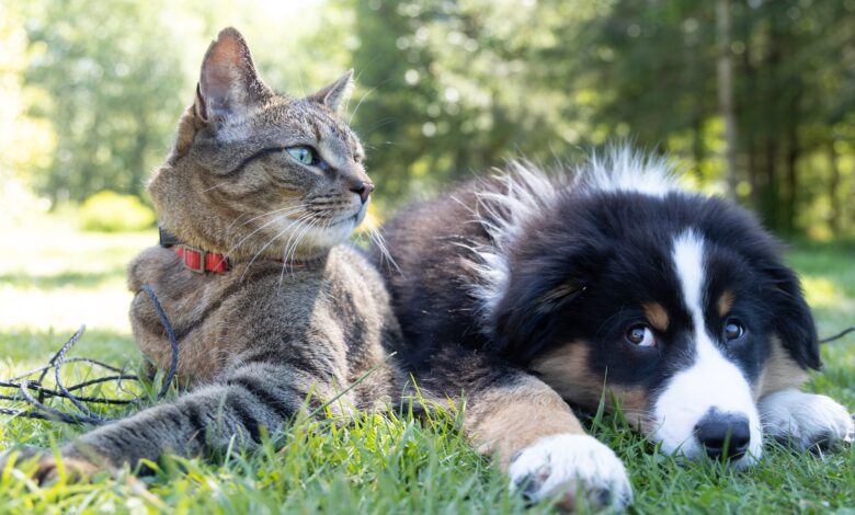 Alopecia em cães e gatos saiba os cuidados