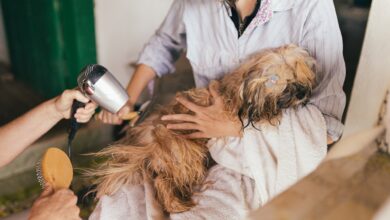 Foto de Banho para cachorro e gato: qual a quantidade ideal