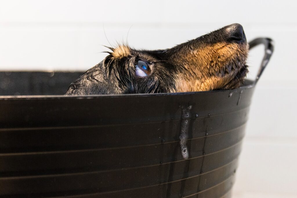 Banho para cachorro e gato qual a quantidade ideal - Unsplash Imagens Grátis 