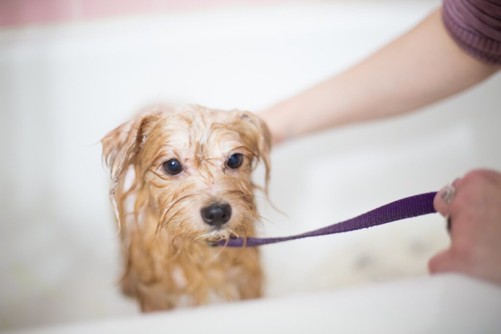 Banho para cachorro e gato qual a quantidade ideal