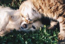 Foto de Cachorro e gato: dicas para facilitar a convivência