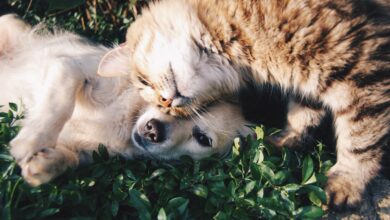 Foto de Cachorro e gato: dicas para facilitar a convivência